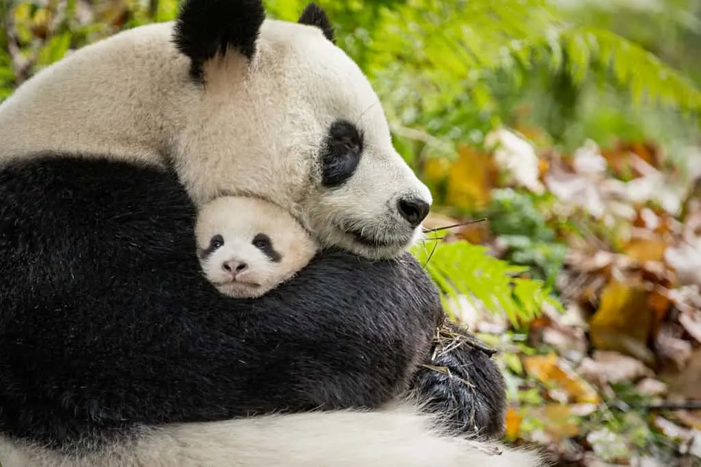 Watch Born in China with your family and learn all about pandas.