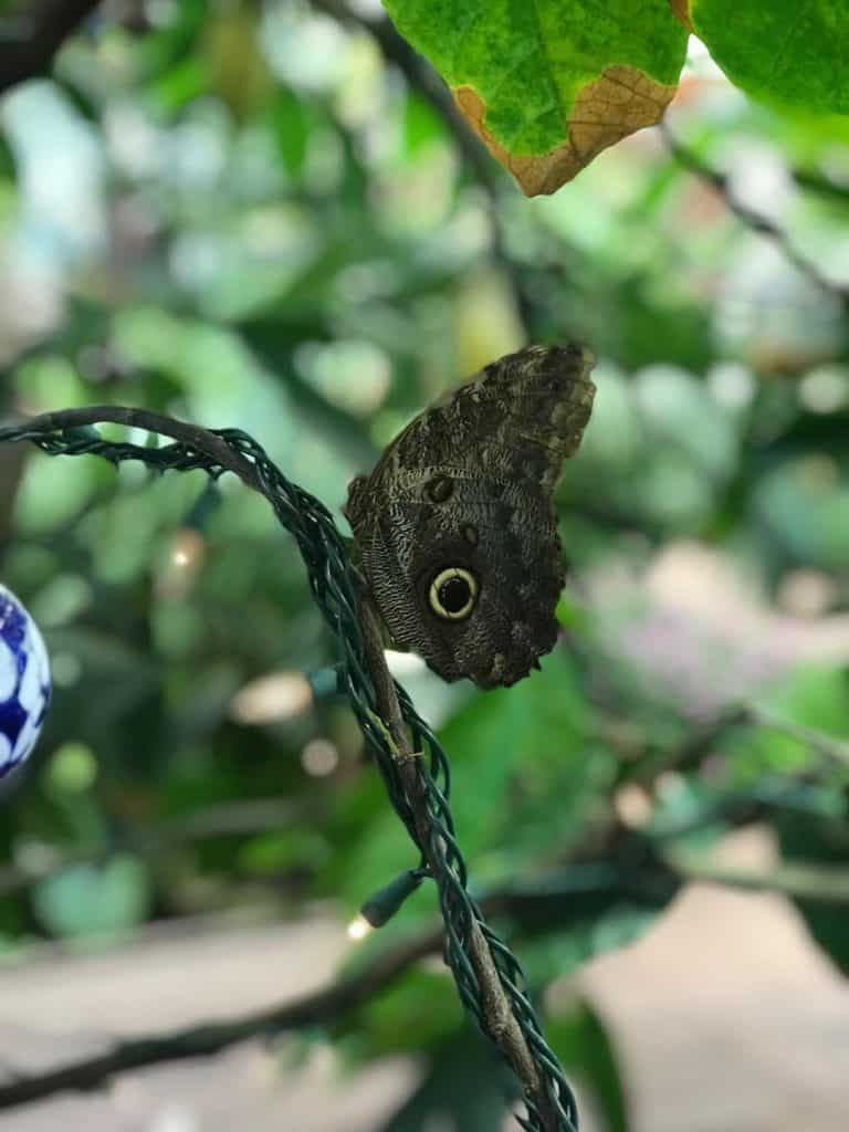 When you visit Hersheypark in the winter, stop by the butterfly atrium at Hershey Gardens.