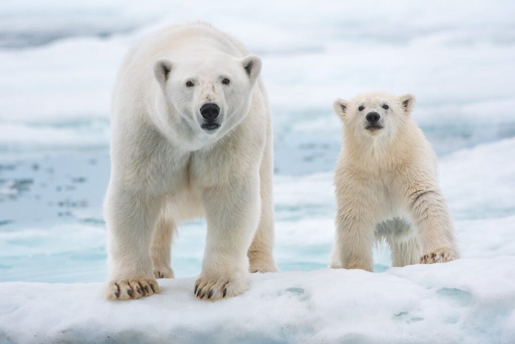 Polar Bear Earth Day on Disney+