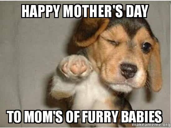 Dog Mothers Day Meme