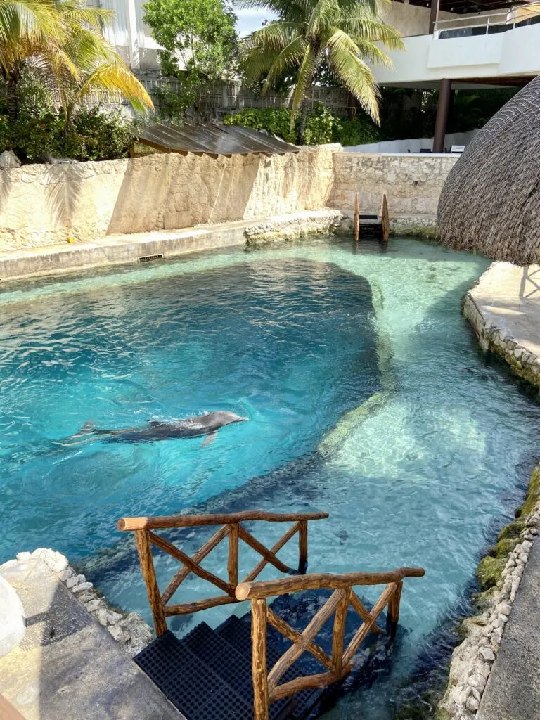 Dolphinaris Dolphin Swim in Cozumel
