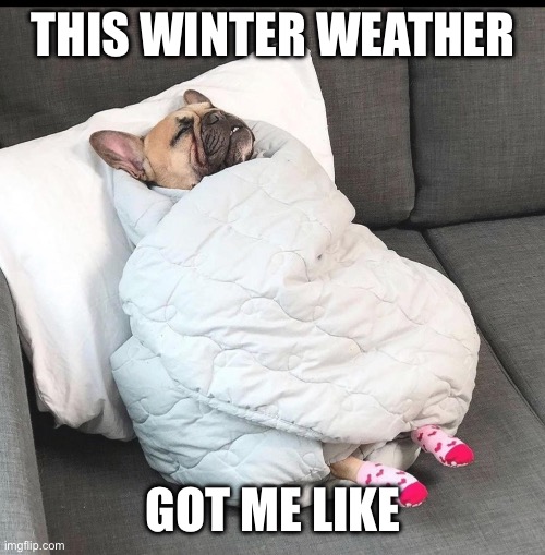 The Funniest Snow and Winter Memes to Get You Through the Pain - Lola  Lambchops