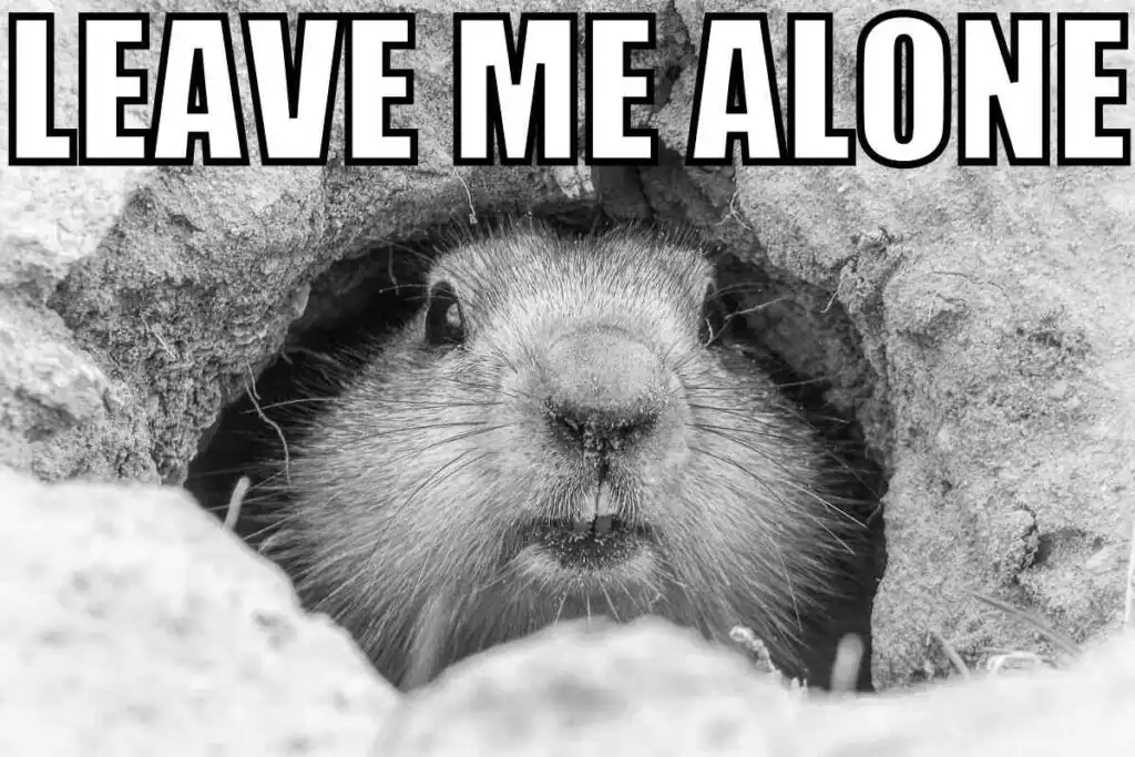 Groundhog Hiding Meme