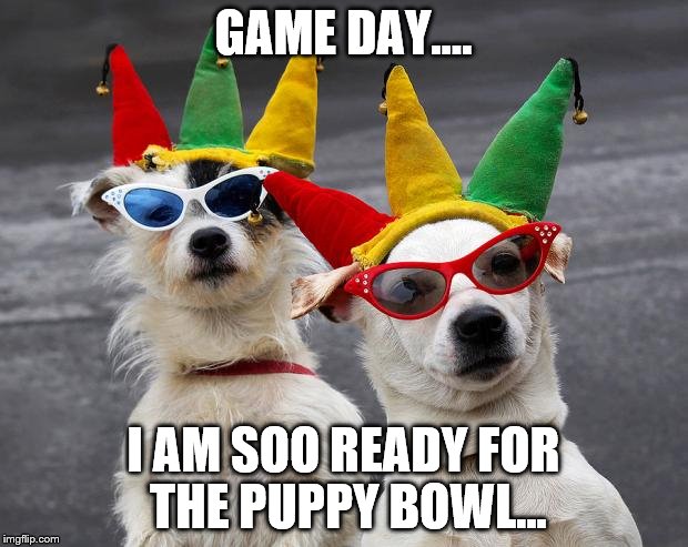 Puppy Bowl Super Bowl Meme