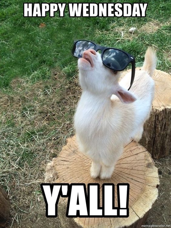 Happy Hump Day Memes For Wednesday Laughs Lola Lambchops