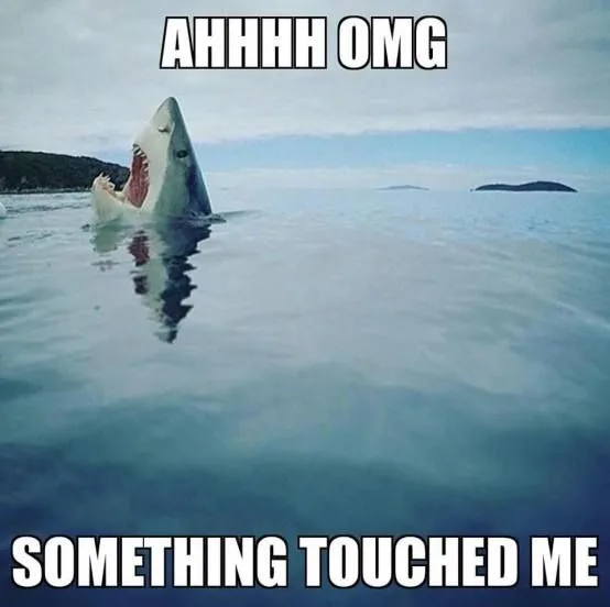 Funny Shark Week Memes for 2024 - Lola Lambchops